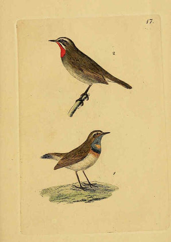 Reproducción/Reproduction 6069771656: Kupfertafeln zur Naturgeschichte der Vögel Frankfurt am Main :Johann David Sauerländer,1832-1833