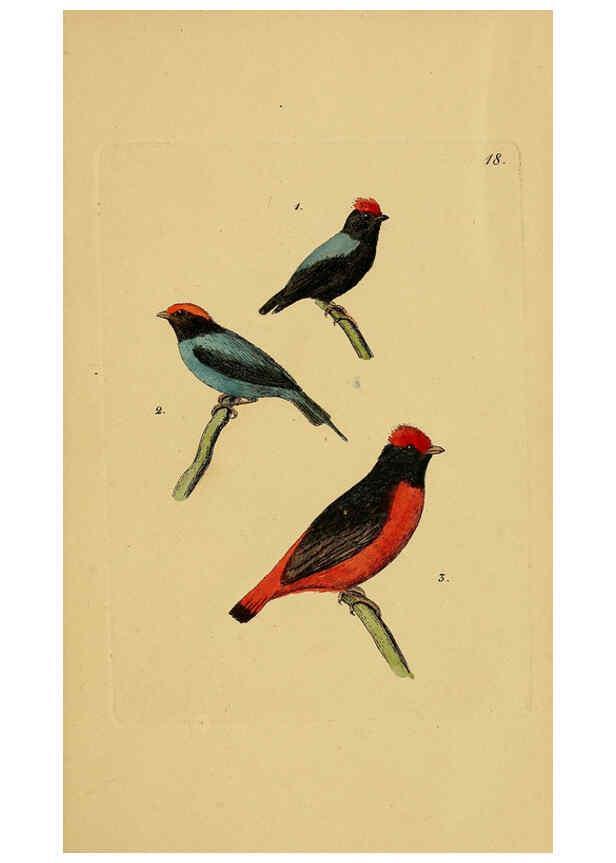 Reproducción/Reproduction 6069225591: Kupfertafeln zur Naturgeschichte der Vögel Frankfurt am Main :Johann David Sauerländer,1832-1833