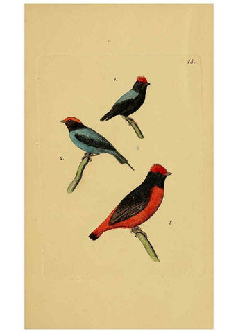 Reproducción/Reproduction 6069225591: Kupfertafeln zur Naturgeschichte der Vögel Frankfurt am Main :Johann David Sauerländer,1832-1833