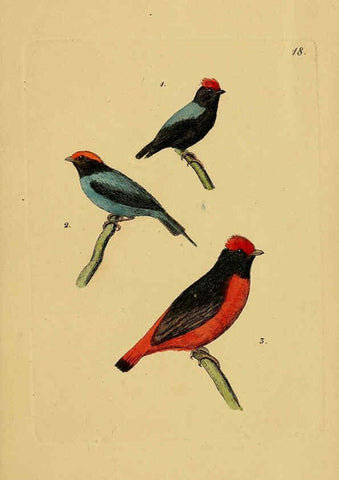 Reproducción/Reproduction 6069225591: Kupfertafeln zur Naturgeschichte der Vögel Frankfurt am Main :Johann David Sauerländer,1832-1833