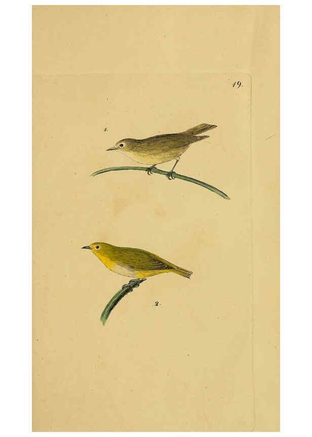 Reproducción/Reproduction 6069772492: Kupfertafeln zur Naturgeschichte der Vögel Frankfurt am Main :Johann David Sauerländer,1832-1833