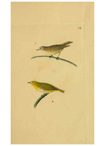 Reproducción/Reproduction 6069772492: Kupfertafeln zur Naturgeschichte der Vögel Frankfurt am Main :Johann David Sauerländer,1832-1833