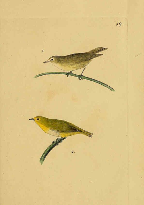 Reproducción/Reproduction 6069772492: Kupfertafeln zur Naturgeschichte der Vögel Frankfurt am Main :Johann David Sauerländer,1832-1833