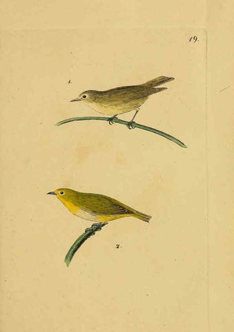 Reproducción/Reproduction 6069772492: Kupfertafeln zur Naturgeschichte der Vögel Frankfurt am Main :Johann David Sauerländer,1832-1833