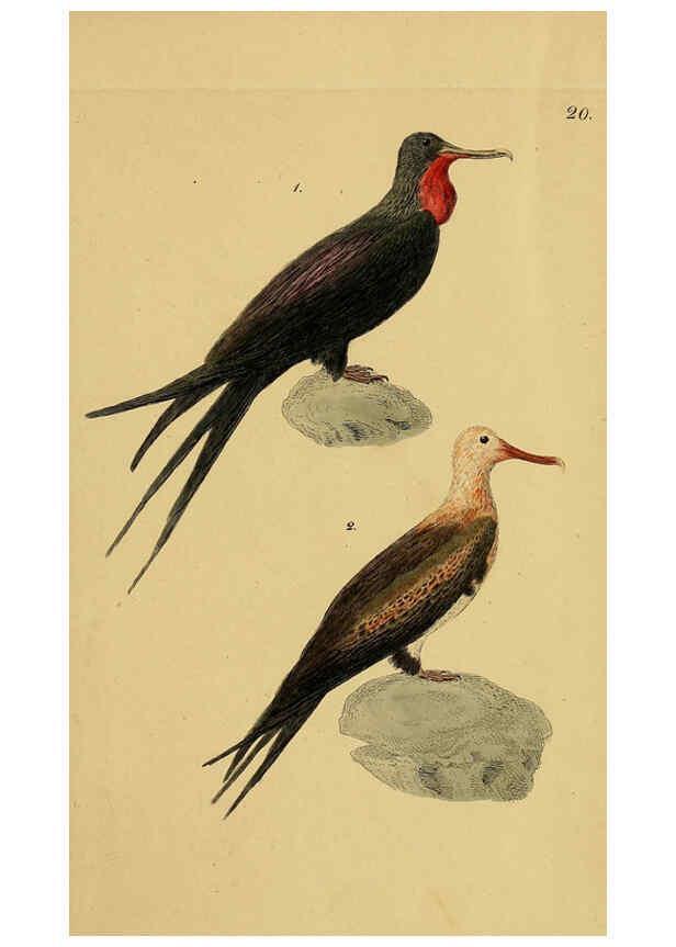 Reproducción/Reproduction 6069773158: Kupfertafeln zur Naturgeschichte der Vögel Frankfurt am Main :Johann David Sauerländer,1832-1833