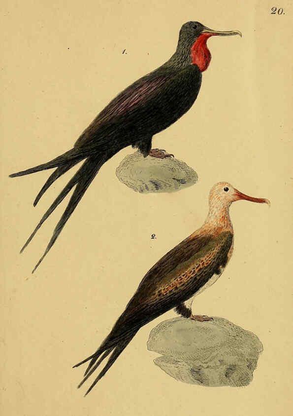 Reproducción/Reproduction 6069773158: Kupfertafeln zur Naturgeschichte der Vögel Frankfurt am Main :Johann David Sauerländer,1832-1833