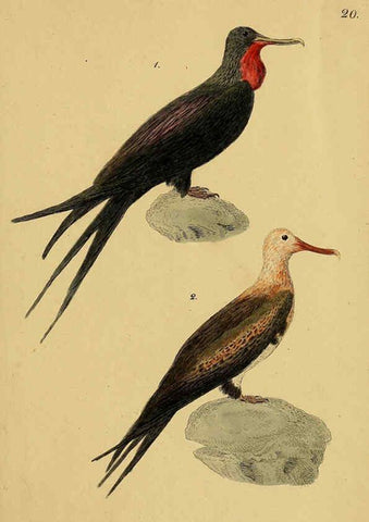 Reproducción/Reproduction 6069773158: Kupfertafeln zur Naturgeschichte der Vögel Frankfurt am Main :Johann David Sauerländer,1832-1833