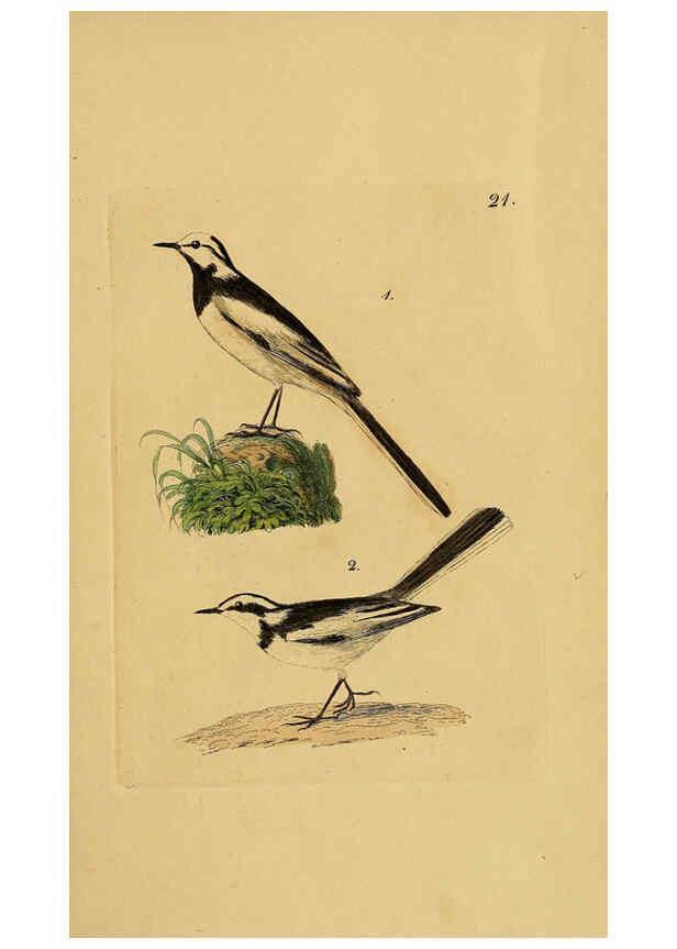 Reproducción/Reproduction 6069226951: Kupfertafeln zur Naturgeschichte der Vögel Frankfurt am Main :Johann David Sauerländer,1832-1833