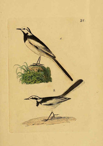 Reproducción/Reproduction 6069226951: Kupfertafeln zur Naturgeschichte der Vögel Frankfurt am Main :Johann David Sauerländer,1832-1833