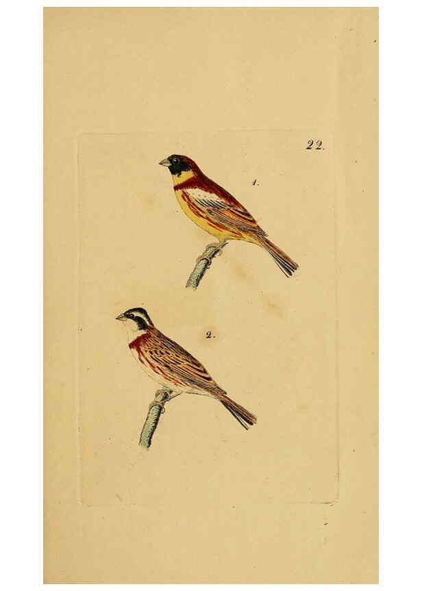 Reproducción/Reproduction 6069227403: Kupfertafeln zur Naturgeschichte der Vögel Frankfurt am Main :Johann David Sauerländer,1832-1833