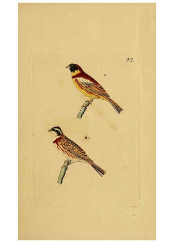 Reproducción/Reproduction 6069227403: Kupfertafeln zur Naturgeschichte der Vögel Frankfurt am Main :Johann David Sauerländer,1832-1833