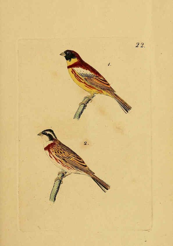 Reproducción/Reproduction 6069227403: Kupfertafeln zur Naturgeschichte der Vögel Frankfurt am Main :Johann David Sauerländer,1832-1833