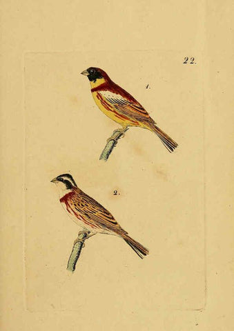 Reproducción/Reproduction 6069227403: Kupfertafeln zur Naturgeschichte der Vögel Frankfurt am Main :Johann David Sauerländer,1832-1833