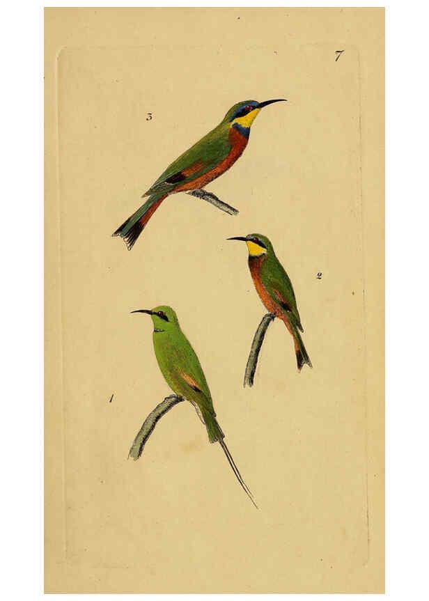 Reproducción/Reproduction 6069767446: Kupfertafeln zur Naturgeschichte der Vögel Frankfurt am Main :Johann David Sauerländer,1832-1833