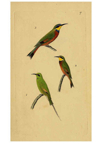 Reproducción/Reproduction 6069767446: Kupfertafeln zur Naturgeschichte der Vögel Frankfurt am Main :Johann David Sauerländer,1832-1833