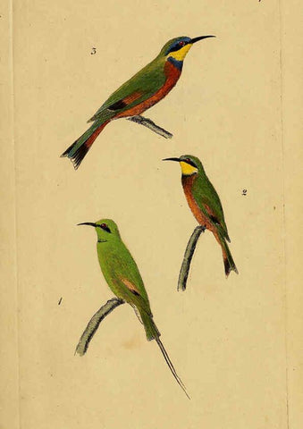 Reproducción/Reproduction 6069767446: Kupfertafeln zur Naturgeschichte der Vögel Frankfurt am Main :Johann David Sauerländer,1832-1833