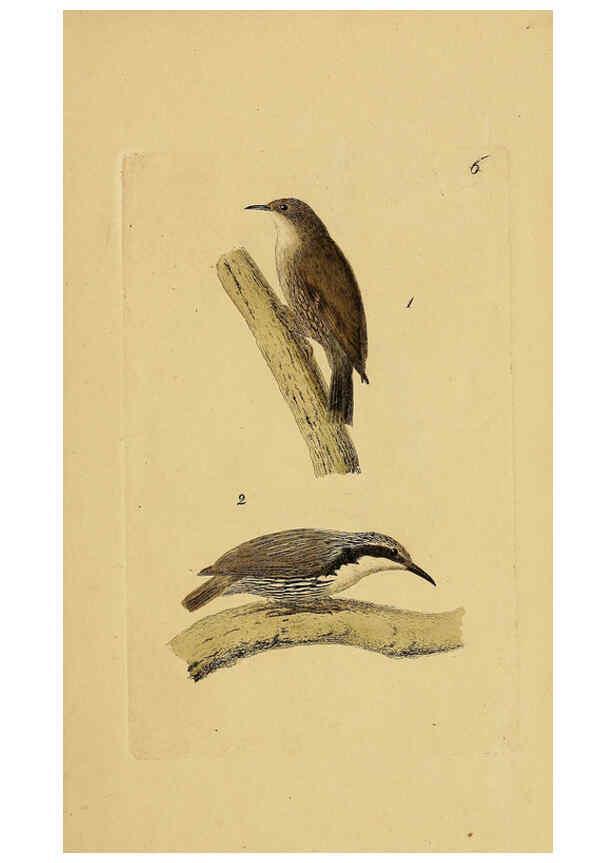 Reproducción/Reproduction 6069767074: Kupfertafeln zur Naturgeschichte der Vögel Frankfurt am Main :Johann David Sauerländer,1832-1833