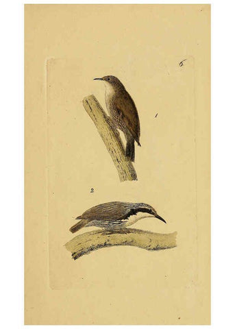 Reproducción/Reproduction 6069767074: Kupfertafeln zur Naturgeschichte der Vögel Frankfurt am Main :Johann David Sauerländer,1832-1833