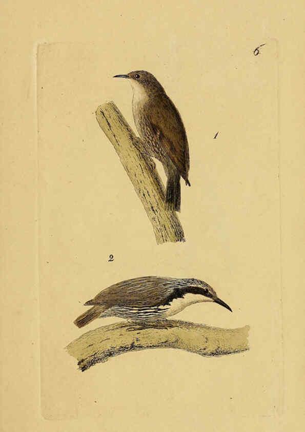 Reproducción/Reproduction 6069767074: Kupfertafeln zur Naturgeschichte der Vögel Frankfurt am Main :Johann David Sauerländer,1832-1833