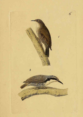Reproducción/Reproduction 6069767074: Kupfertafeln zur Naturgeschichte der Vögel Frankfurt am Main :Johann David Sauerländer,1832-1833