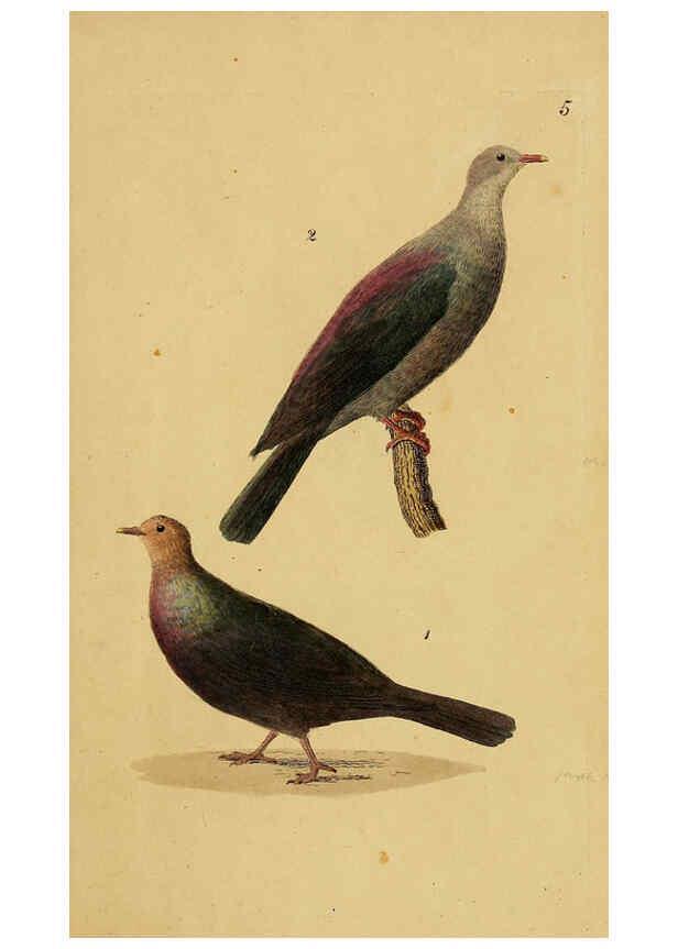 Reproducción/Reproduction 6069766704: Kupfertafeln zur Naturgeschichte der Vögel Frankfurt am Main :Johann David Sauerländer,1832-1833