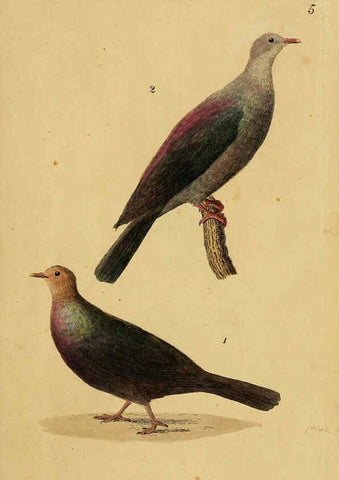 Reproducción/Reproduction 6069766704: Kupfertafeln zur Naturgeschichte der Vögel Frankfurt am Main :Johann David Sauerländer,1832-1833