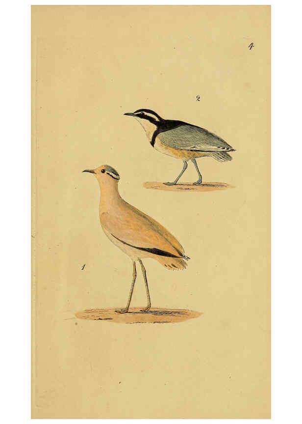 Reproducción/Reproduction 6069766328: Kupfertafeln zur Naturgeschichte der Vögel Frankfurt am Main :Johann David Sauerländer,1832-1833