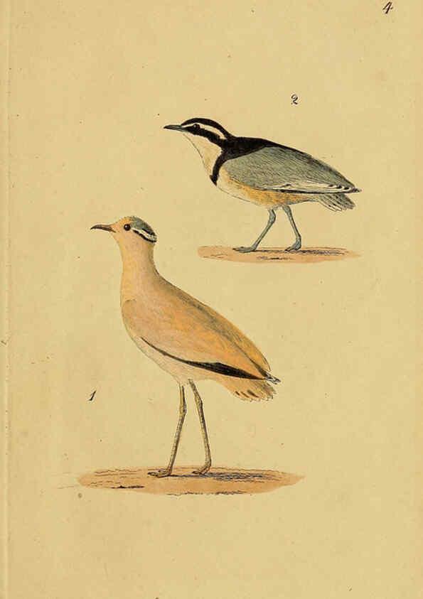 Reproducción/Reproduction 6069766328: Kupfertafeln zur Naturgeschichte der Vögel Frankfurt am Main :Johann David Sauerländer,1832-1833