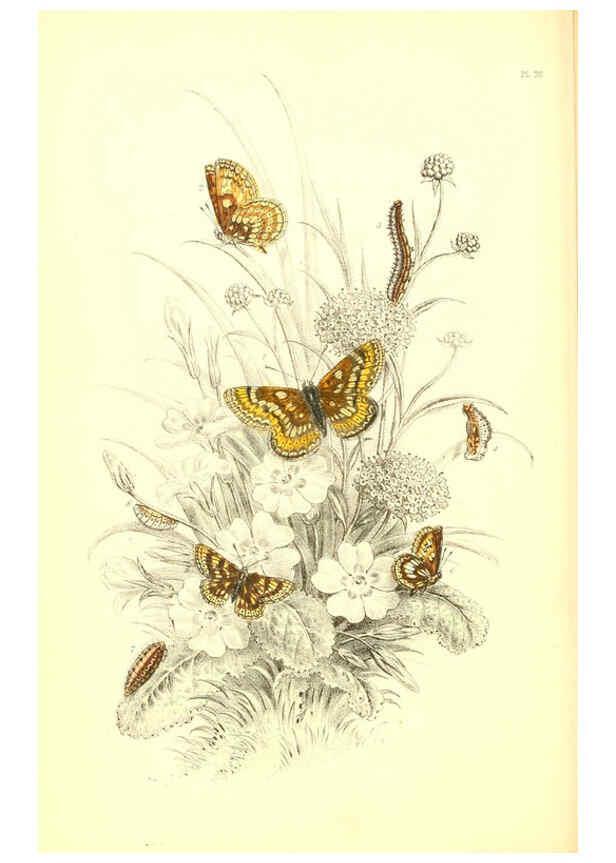 Reproducción/Reproduction 6069574570: The genera and species of British butterflies London :T.J. Allman ...,[1860?] 