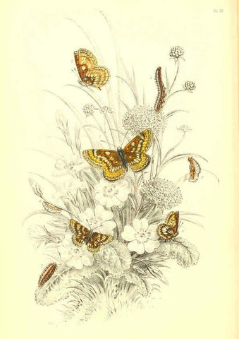 Reproducción/Reproduction 6069574570: The genera and species of British butterflies London :T.J. Allman ...,[1860?] 