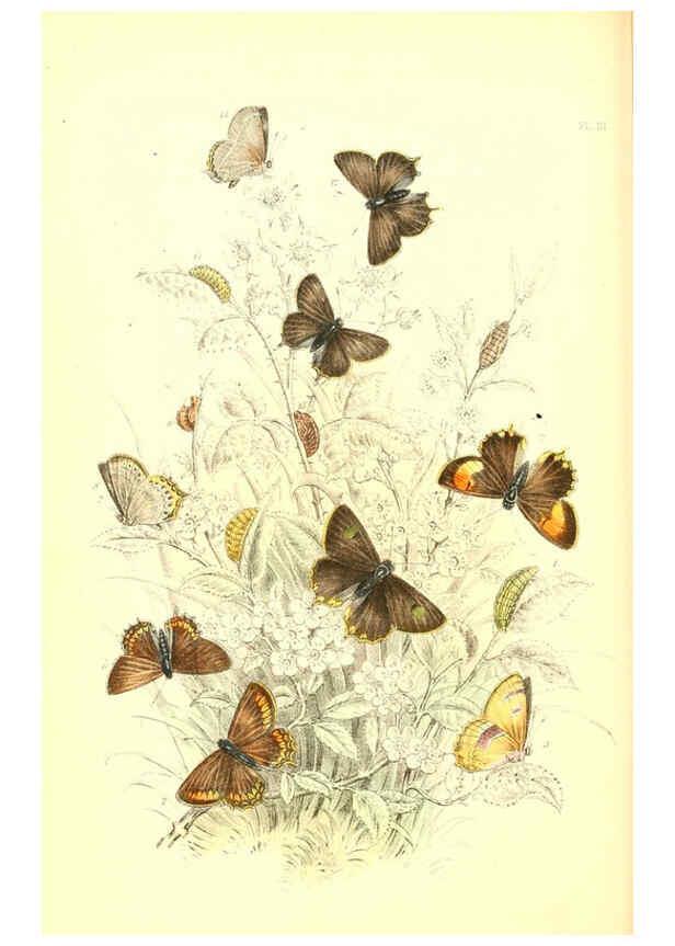 Reproducción/Reproduction 6069027545: The genera and species of British butterflies London :T.J. Allman ...,[1860?] 