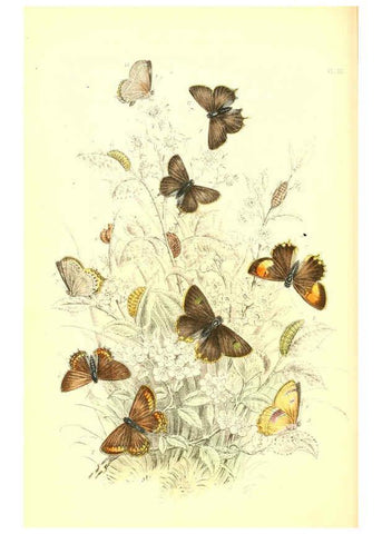 Reproducción/Reproduction 6069027545: The genera and species of British butterflies London :T.J. Allman ...,[1860?] 