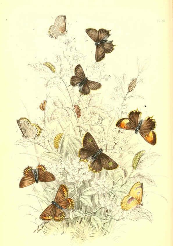 Reproducción/Reproduction 6069027545: The genera and species of British butterflies London :T.J. Allman ...,[1860?] 
