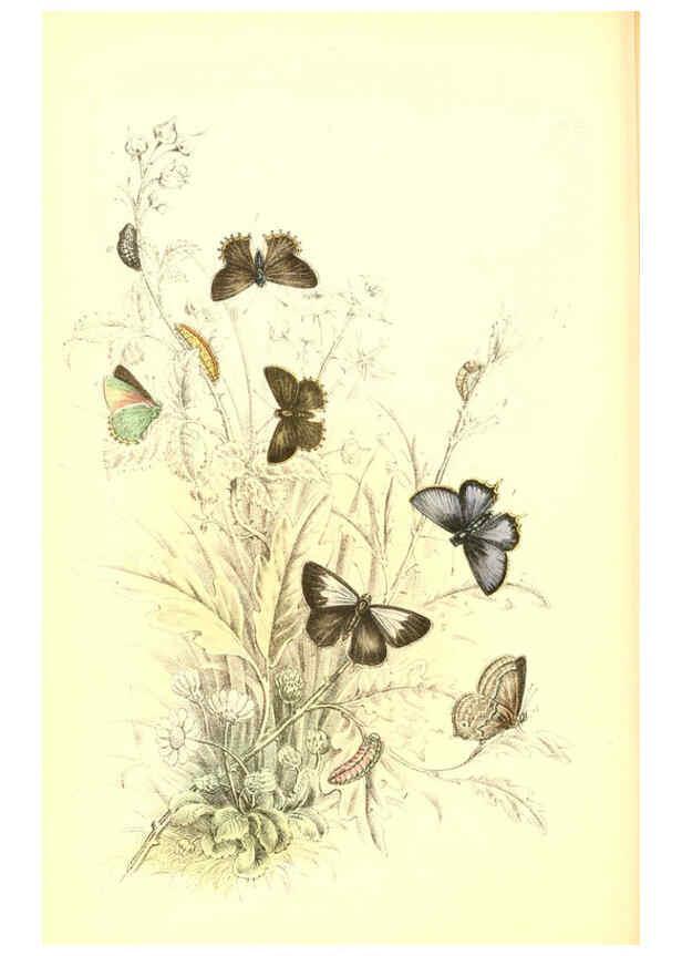 Reproducción/Reproduction 6069575258: The genera and species of British butterflies London :T.J. Allman ...,[1860?] 