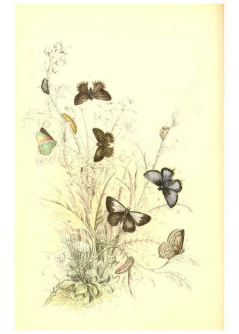 Reproducción/Reproduction 6069575258: The genera and species of British butterflies London :T.J. Allman ...,[1860?] 