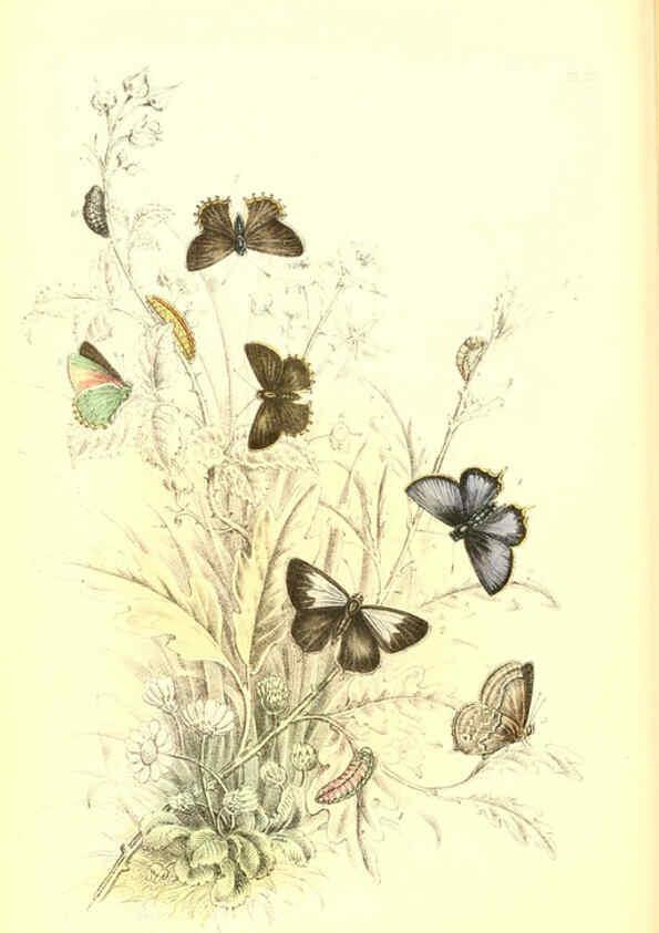 Reproducción/Reproduction 6069575258: The genera and species of British butterflies London :T.J. Allman ...,[1860?] 