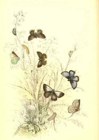 Reproducción/Reproduction 6069575258: The genera and species of British butterflies London :T.J. Allman ...,[1860?] 