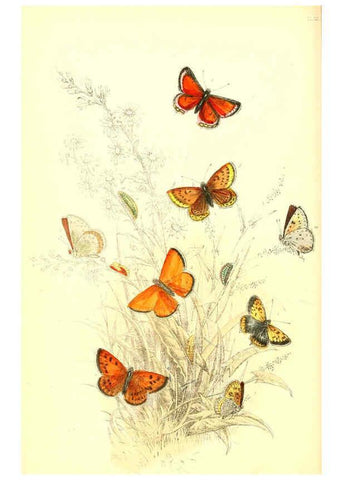 Reproducción/Reproduction 6069575606: The genera and species of British butterflies London :T.J. Allman ...,[1860?] 