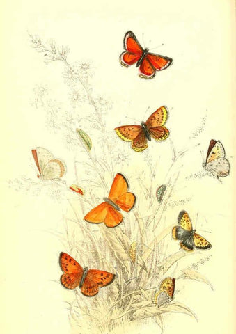 Reproducción/Reproduction 6069575606: The genera and species of British butterflies London :T.J. Allman ...,[1860?] 
