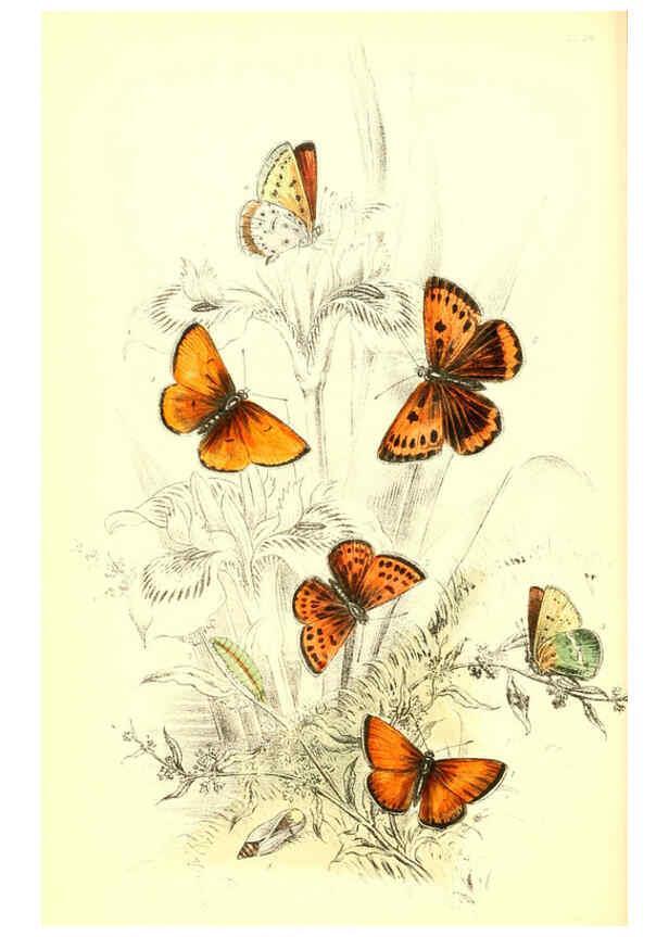 Reproducción/Reproduction 6069028493: The genera and species of British butterflies London :T.J. Allman ...,[1860?] 