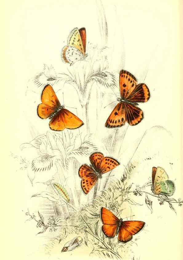 Reproducción/Reproduction 6069028493: The genera and species of British butterflies London :T.J. Allman ...,[1860?] 