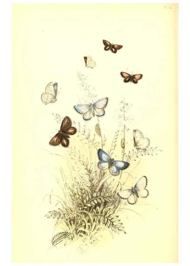 Reproducción/Reproduction 6069028845: The genera and species of British butterflies London :T.J. Allman ...,[1860?] 