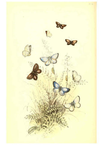 Reproducción/Reproduction 6069028845: The genera and species of British butterflies London :T.J. Allman ...,[1860?] 