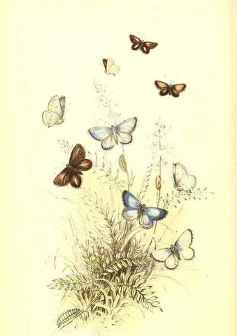 Reproducción/Reproduction 6069028845: The genera and species of British butterflies London :T.J. Allman ...,[1860?] 