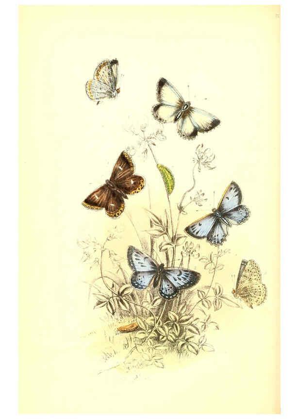 Reproducción/Reproduction 6069029211: The genera and species of British butterflies London :T.J. Allman ...,[1860?] 