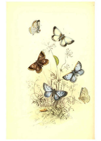 Reproducción/Reproduction 6069029211: The genera and species of British butterflies London :T.J. Allman ...,[1860?] 