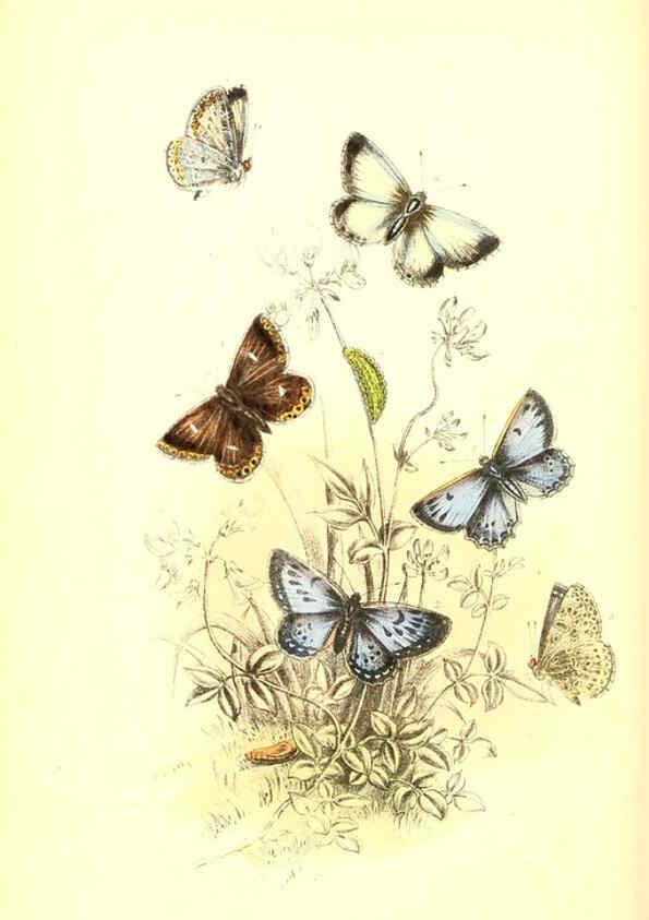 Reproducción/Reproduction 6069029211: The genera and species of British butterflies London :T.J. Allman ...,[1860?] 