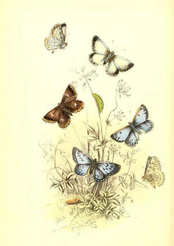 Reproducción/Reproduction 6069029211: The genera and species of British butterflies London :T.J. Allman ...,[1860?] 