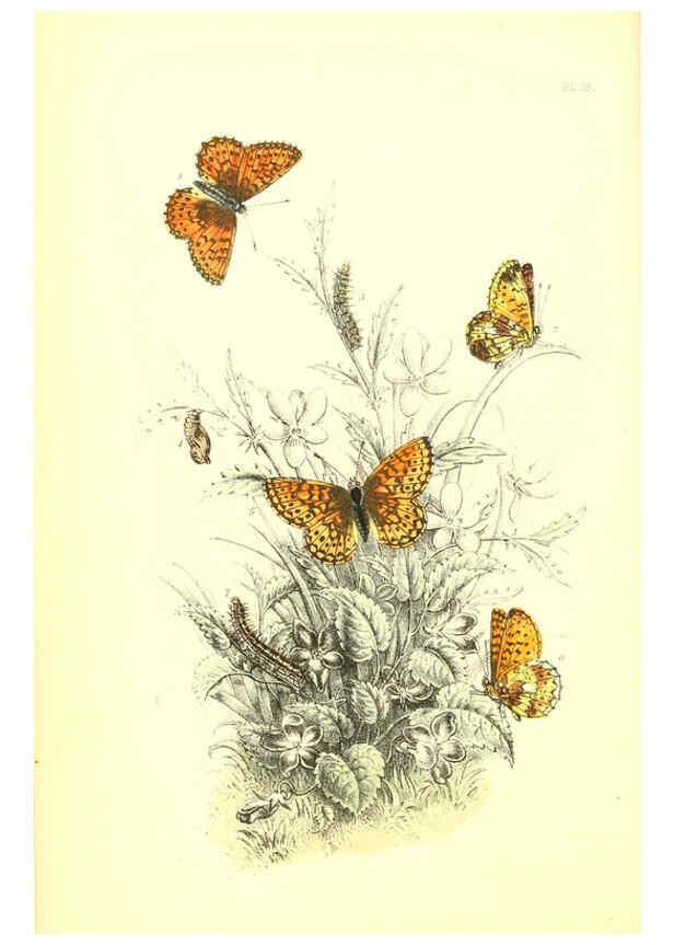 Reproducción/Reproduction 6069026357: The genera and species of British butterflies London :T.J. Allman ...,[1860?] 