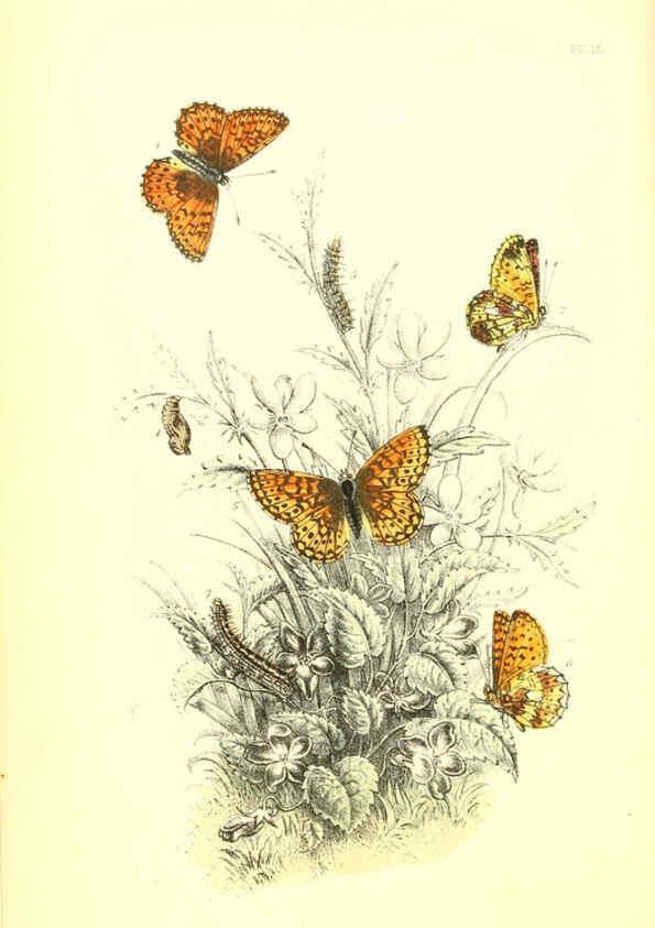 Reproducción/Reproduction 6069026357: The genera and species of British butterflies London :T.J. Allman ...,[1860?] 